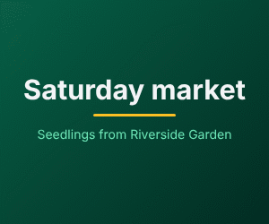 An animated banner, 300 by 250 in dark green: Saturday market, Seedlings from Riverside Garden; then Fresh this week, with Spinach, Tomatoes and Butternut coming in one at a time; then 9 to 12, River Road, everyone welcome, each fading into the next